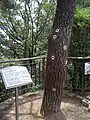 Bukaksan pine tree with bulletholes marked