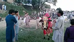 Bull decorated for race