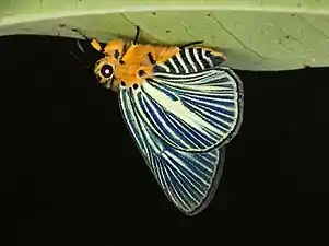 Ventral view