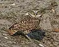 Florida burrowing owl (A. c. floridana)Florida (U.S.)