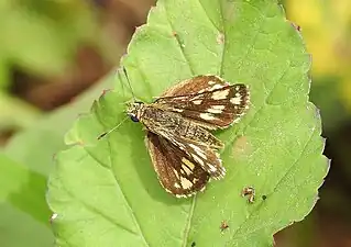 Dorsal view (female)