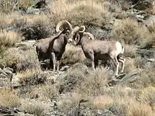 Bighorn sheep