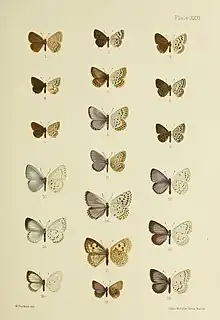 Illustration of butterflies fom China with Tongeia ion in position 4, the first butterfly in the second row