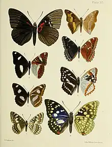 in Leech Butterflies from China, Japan and Corea (fig.5)