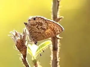 Ventral view