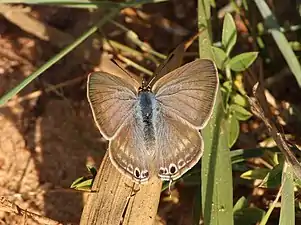 Dorsal view