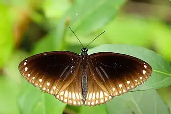 Dorsal view