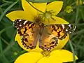 Adult resting on a flower