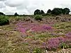 Buxton Heath