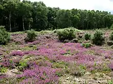 Buxton Heath Nature Reserve