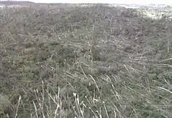 Trees felled by downbursts in the Boundary Waters–Canadian derecho of 1999