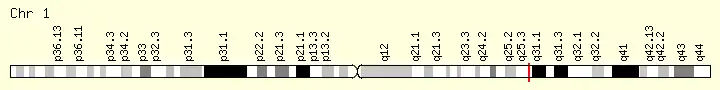 Cytogenic band: 5q23.1