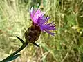 knapweed