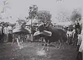 Ancient Madoera festival. Madoera (Madura), Sawah Tengah, Java Oriental, Indonesia