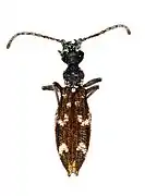 Beutelius rutherfordi