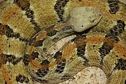 Timber rattlesnake