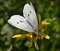 Pollinated by Cabbage White