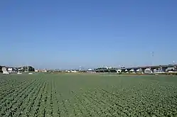 Cabbage field in Oshimizu-cho