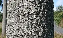 Close-up of a tree trunk covered with rough bark