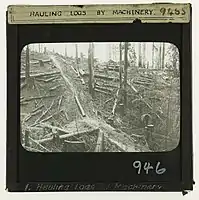 Snigging logs with steam winch