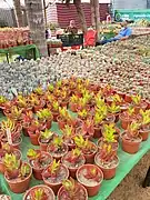 Cacti & Succulents at Orman