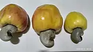 Ripe cashew fruits