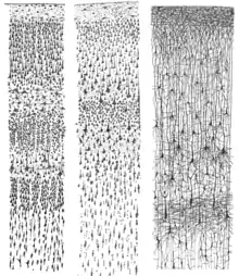 Drawn in 1899, taken from the book "Comparative study of the sensory areas of the human cortex"