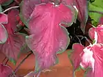 Caladium bicolor  'Florida Red Ruffles'