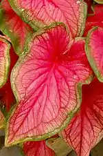 Leaf closeup (Caladium bicolor  'Florida Sweetheart')