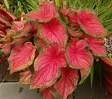 Plant canopy (Caladium bicolor  'Florida Sweetheart')