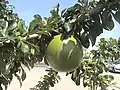 Crescentia cujete, or calabash fruit, Martinique.