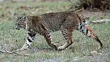 Bobcat