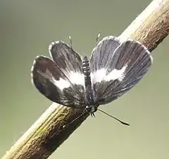 Dorsal view