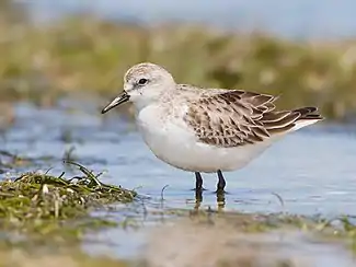 Red-necked stint