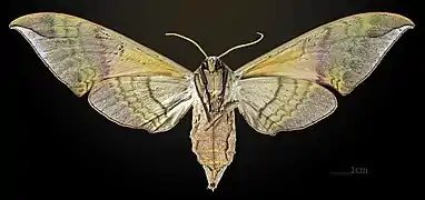 Female underside