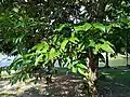 Adinobotrys atropurpureus leaves