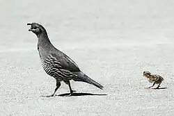 Female and young chick