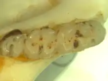 Mandible bone with three molars, increasing in size from left to right