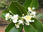 Alexandrian laurel (Kath Champa, Sultana Champa, Punnaga in Sanskrit and Bengali, Sultana Champa, Surpan, Undi, Surpunka in Hindi, Pinnai & Punnagam in Tamil) -- Calophyllum inophyllum