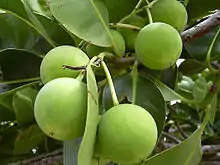 Tamanu fruit