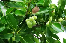 Calophyllum antillanum