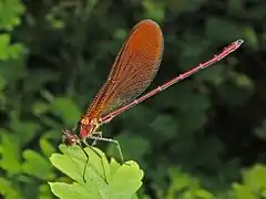 Calopteryx haemorrhoidalis occasi. Immature male