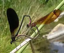 Mating pair