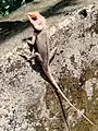 Garden lizard at Madikai Ambalathukara Kerala, India