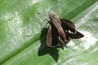 Dorsal view