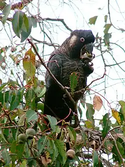 Long-billed black cockatoo perched in a tree