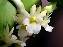 Calyptrochilum christyanum