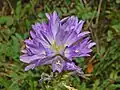 Flowers of Campanula spicata