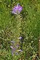 Plant of Campanula spicata