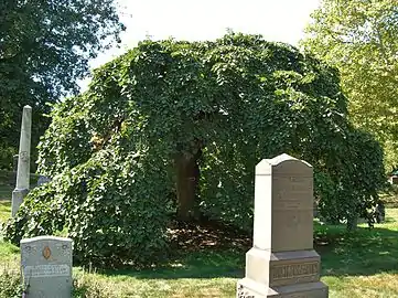 Camperdown elm tree